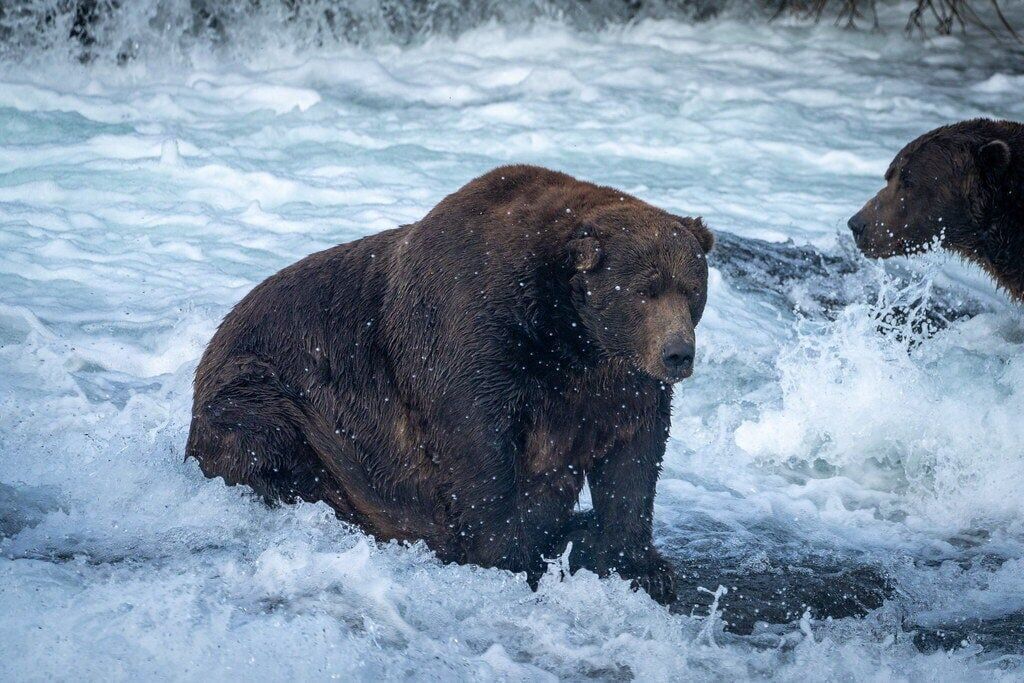 Hold onto your fish, Fat Bear Week is back